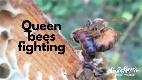 Queen Bee: A Buzzing Fighting Game for Fans of Colorful Chaos!